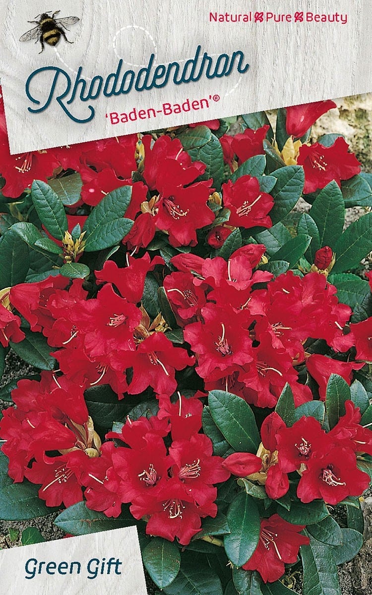 Rhododendron ‘Baden - Baden’ (R)