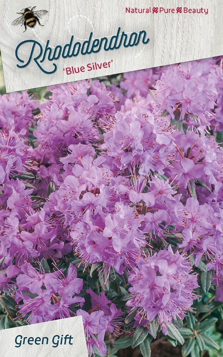 Rhododendron ‘Blue Silver’