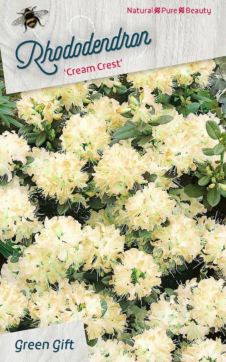 Rhododendron ‘Cream Crest’
