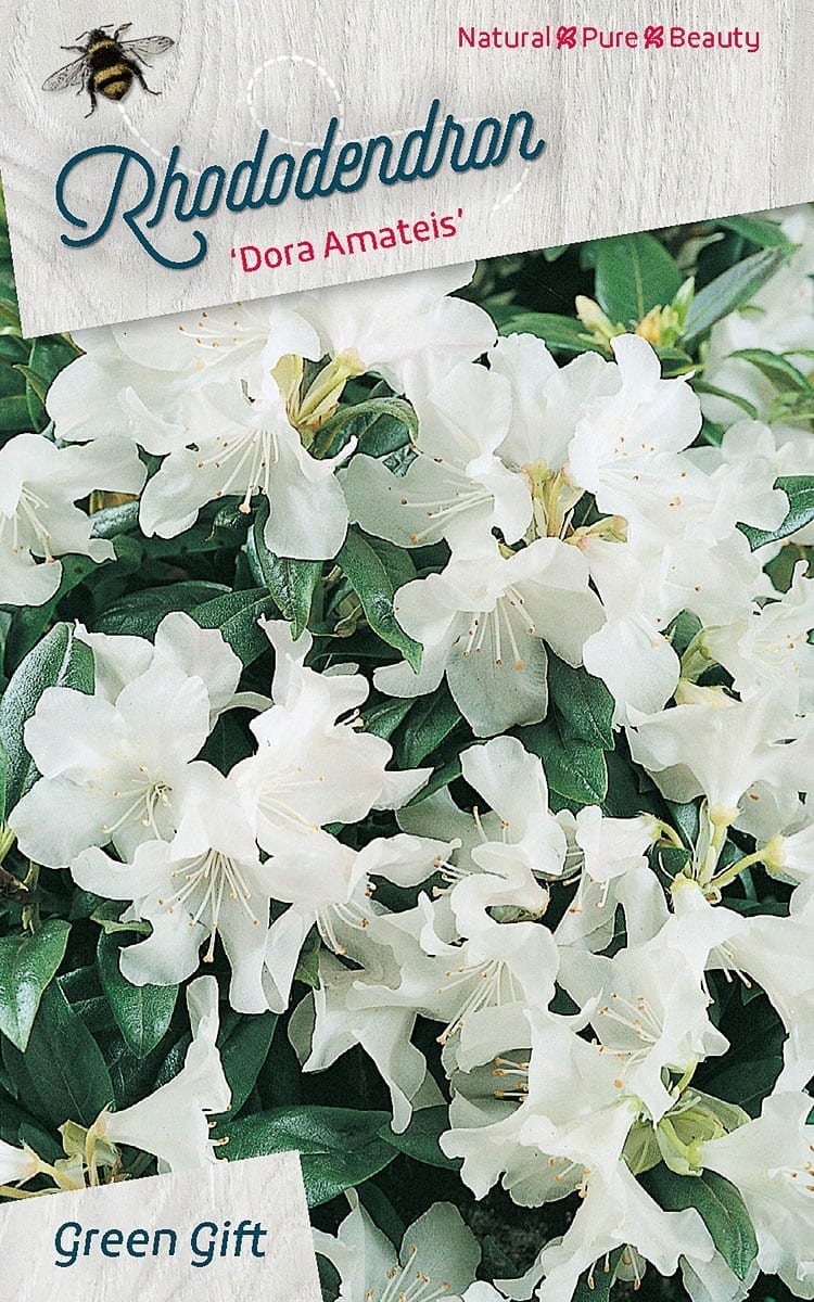 Rhododendron ‘Dora Amateis’