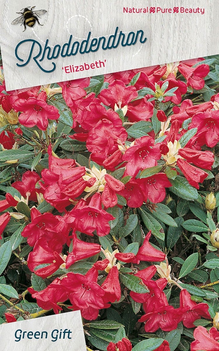 Rhododendron ‘Elizabeth’