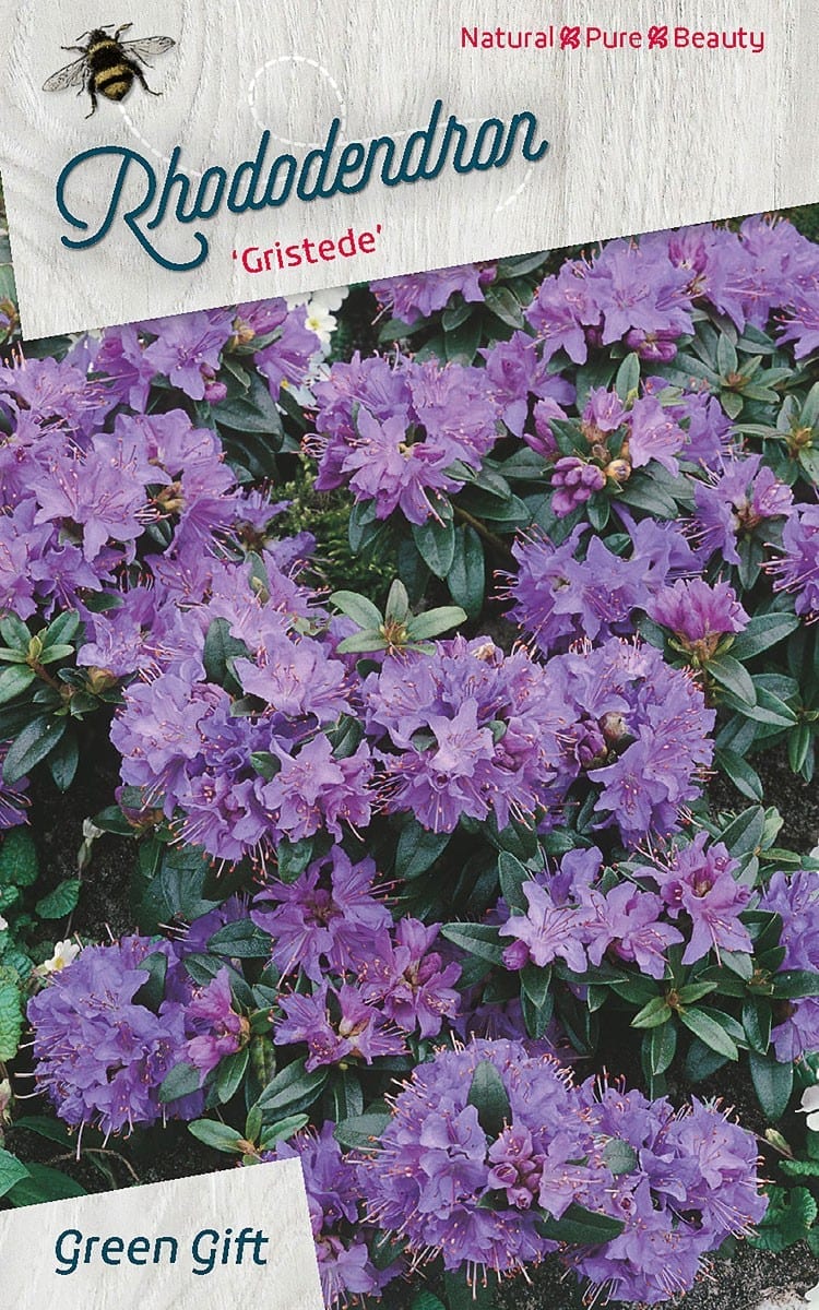 Rhododendron ‘Gristede’