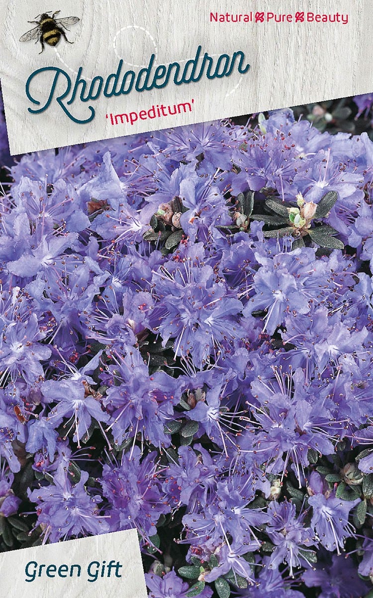 Rhododendron ‘Impeditum’