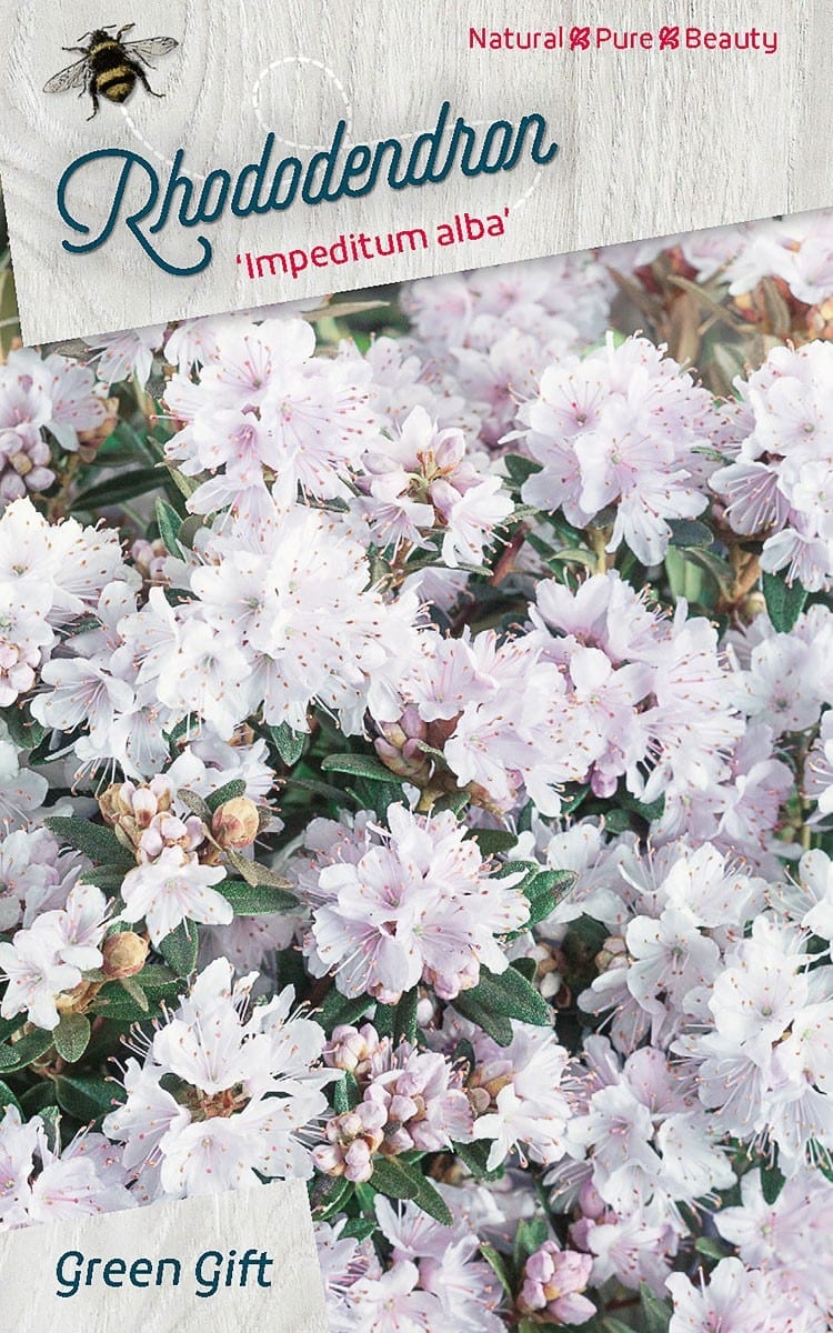 Rhododendron ‘Impeditum alba’