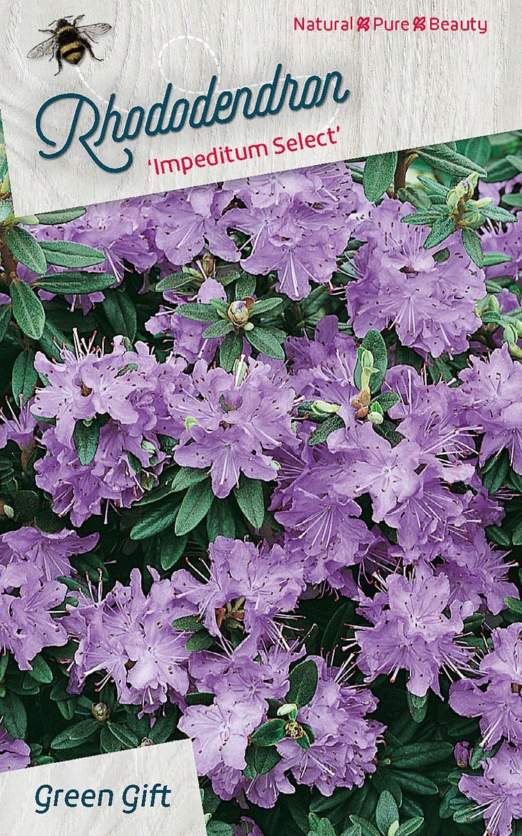 Rhododendron ‘Impeditum Select’