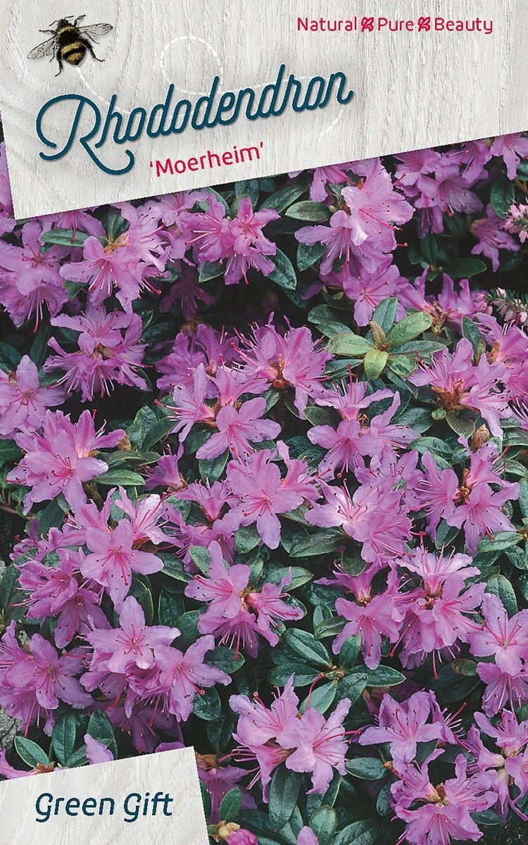 Rhododendron ‘Moerheim’