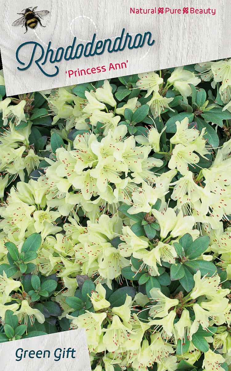 Rhododendron ‘Princess Ann’