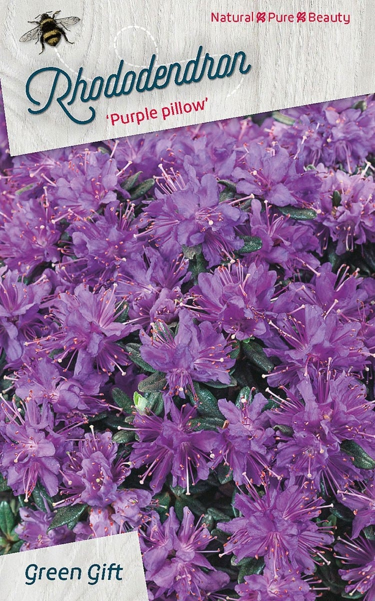 Rhododendron ‘Purple pillow’