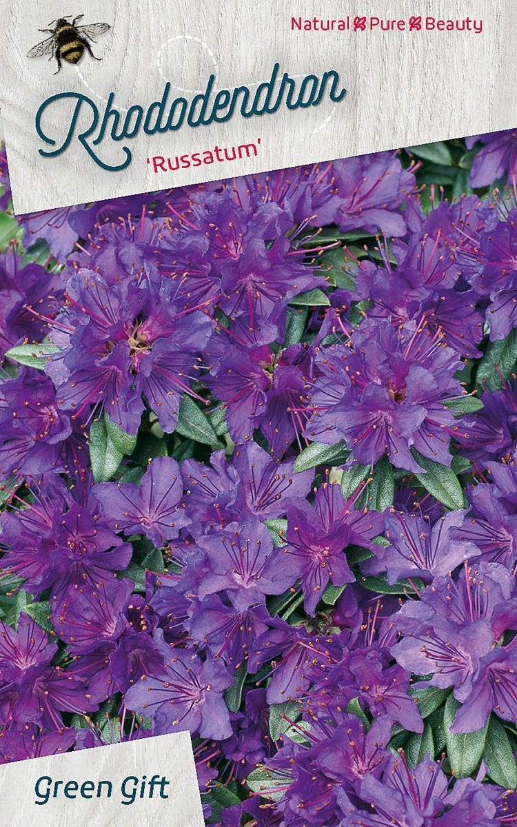 Rhododendron ‘Russatum’