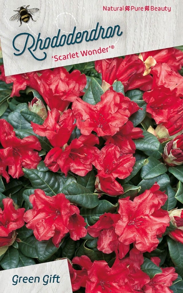 Rhododendron ‘Scarlet Wonder’ (R)