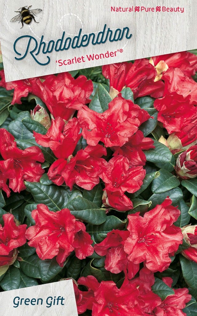 Rhododendron ‘Scarlet Wonder’ (R)