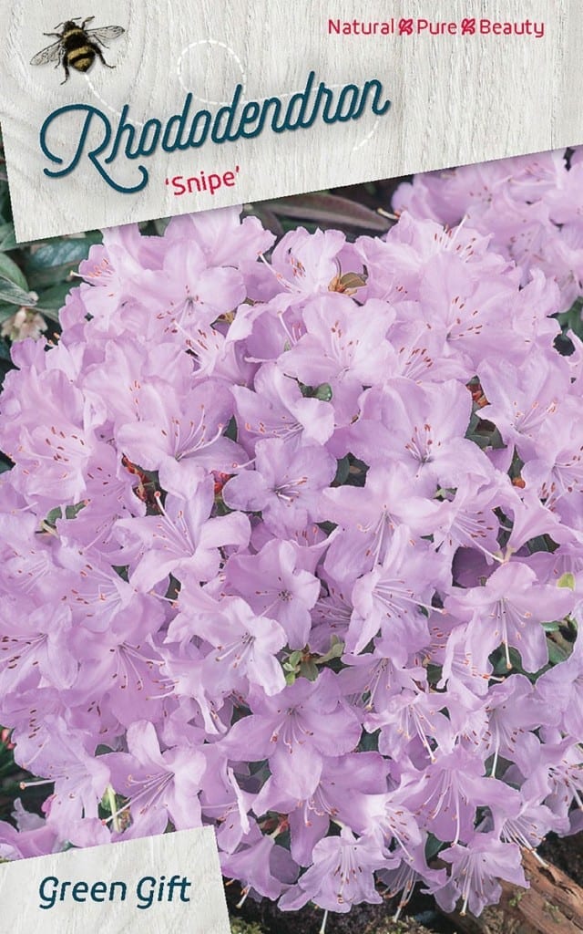 Rhododendron ‘Snipe’
