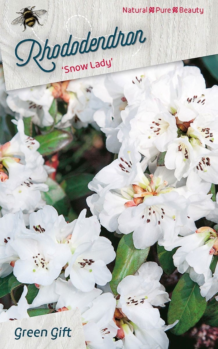 Rhododendron ‘Snow Lady’