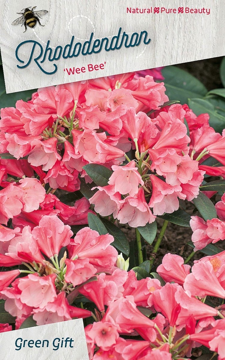 Rhododendron ‘Wee Bee’