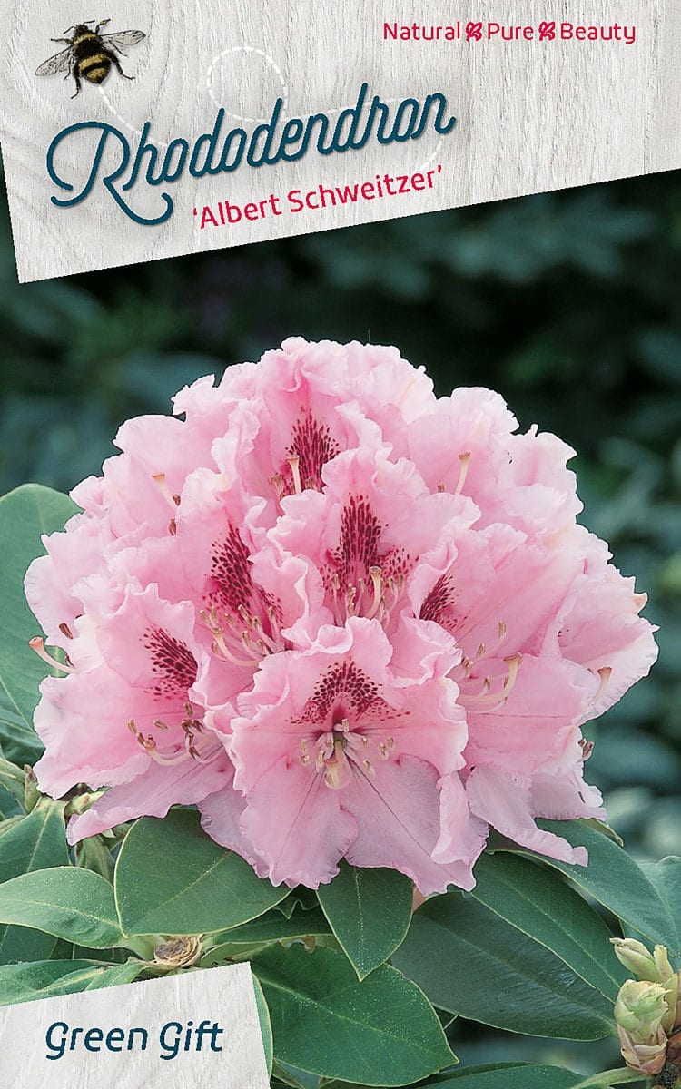 Rhododendron ‘Albert Schweitzer’
