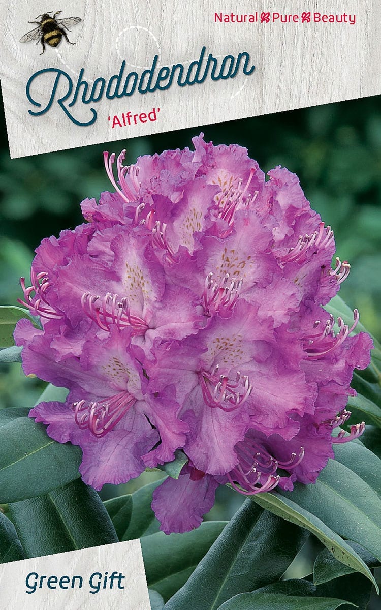 Rhododendron ‘Alfred’