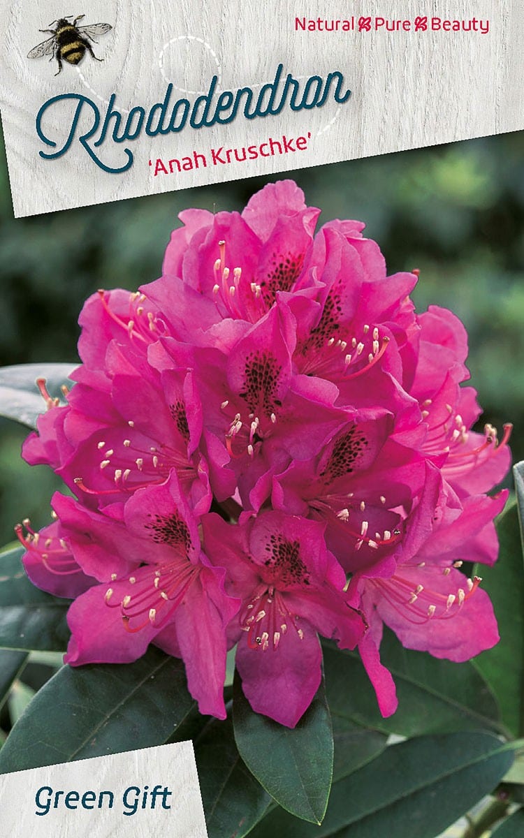 Rhododendron ‘Anah Kruschke’