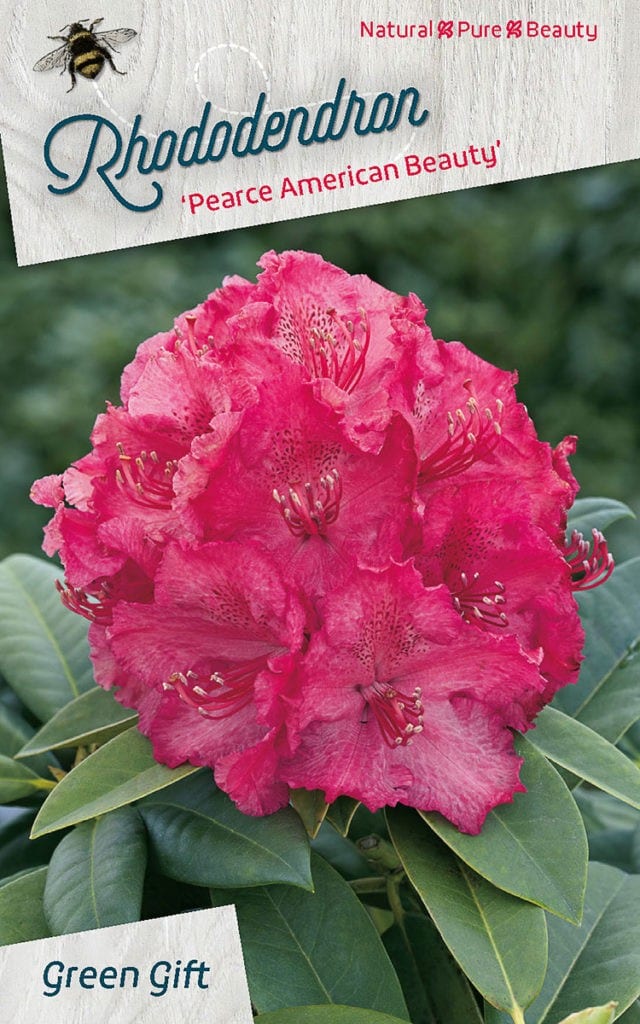 Rhododendron ‘Pierce American Beauty’