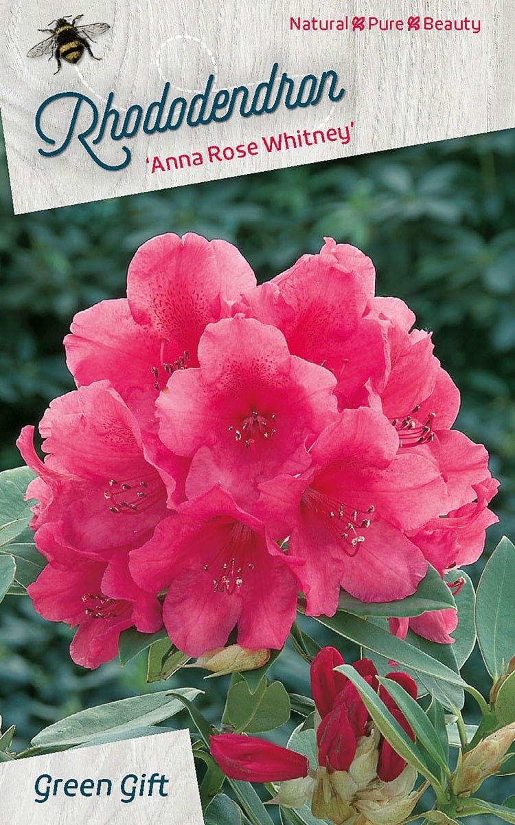 Rhododendron ‘Anna Rose Whitney’