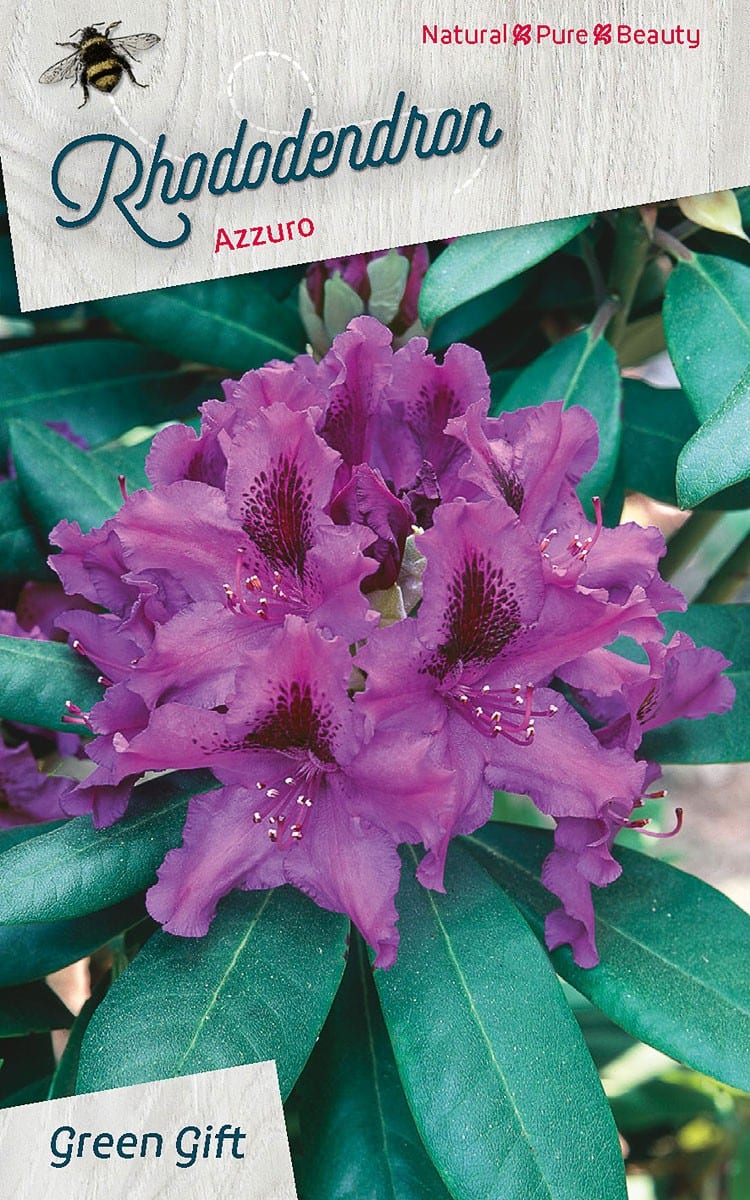 Rhododendron Azzuro / Azzurike