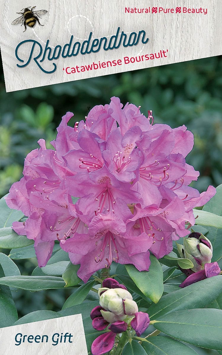 Rhododendron ‘Catawbiense Boursault’