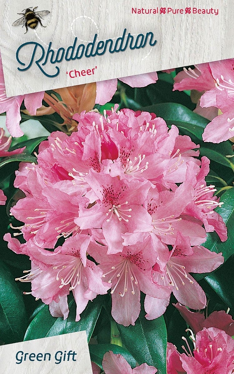Rhododendron ‘Cheer’
