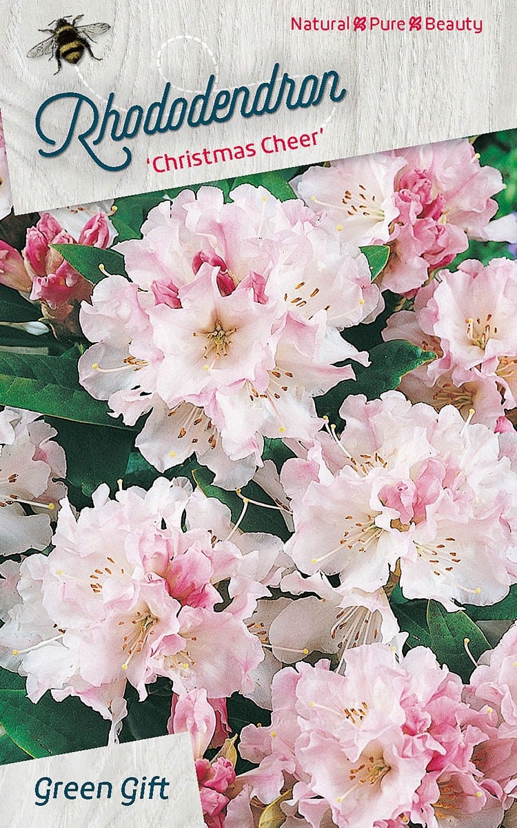 Rhododendron ‘Christmas Cheer’