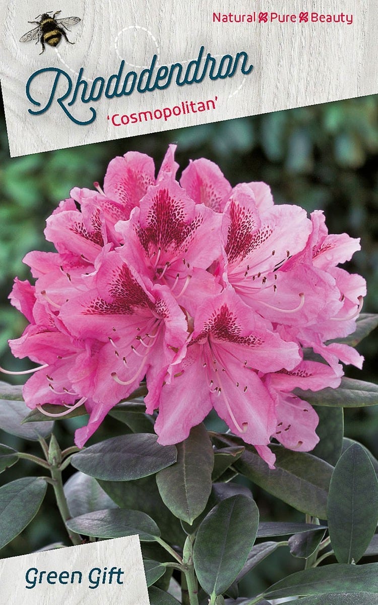 Rhododendron ‘Cosmopolitan’