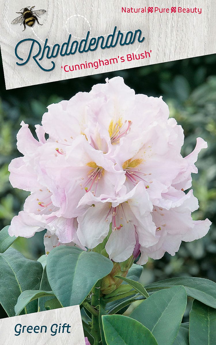 Rhododendron ‘Cunningham’s Blush’