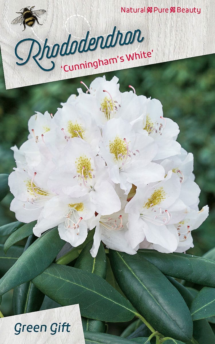 Rhododendron ‘Cunningham’s White’
