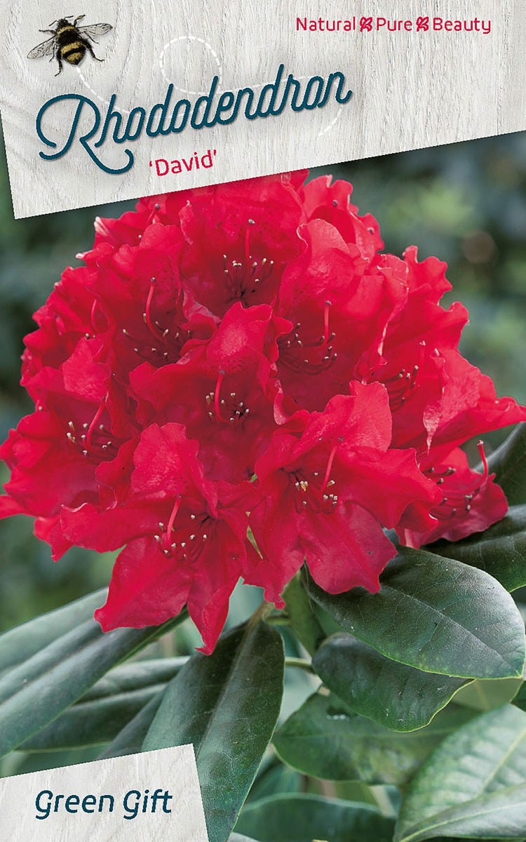 Rhododendron ‘David’