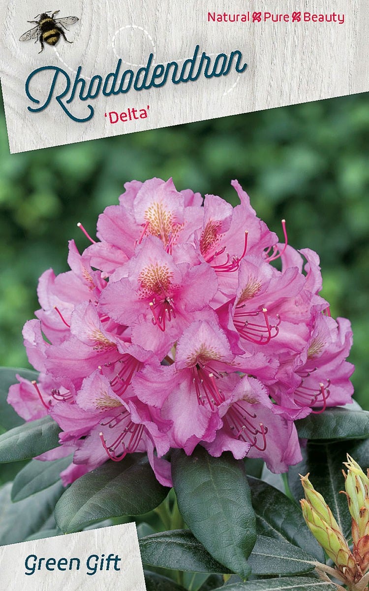 Rhododendron ‘Delta’