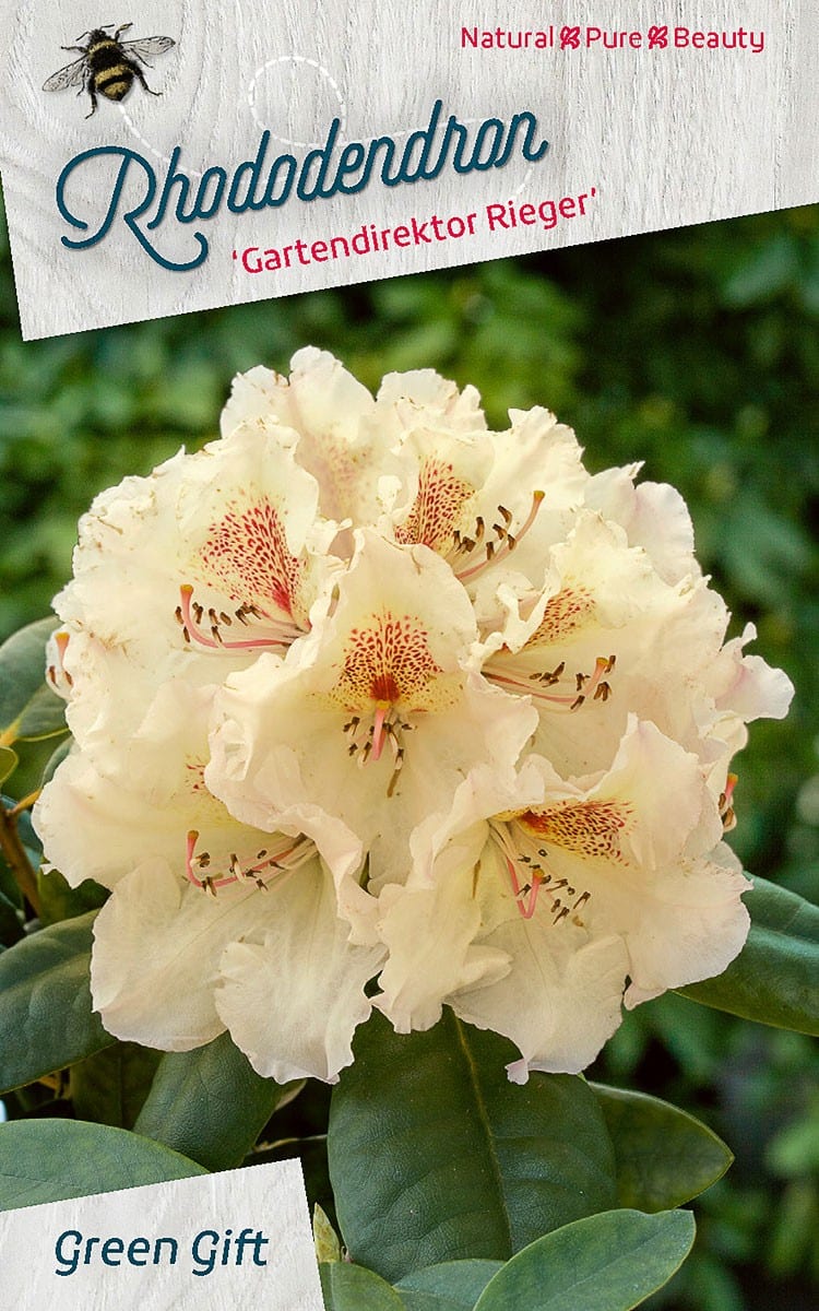 Rhododendron ‘Gartendirektor Rieger’