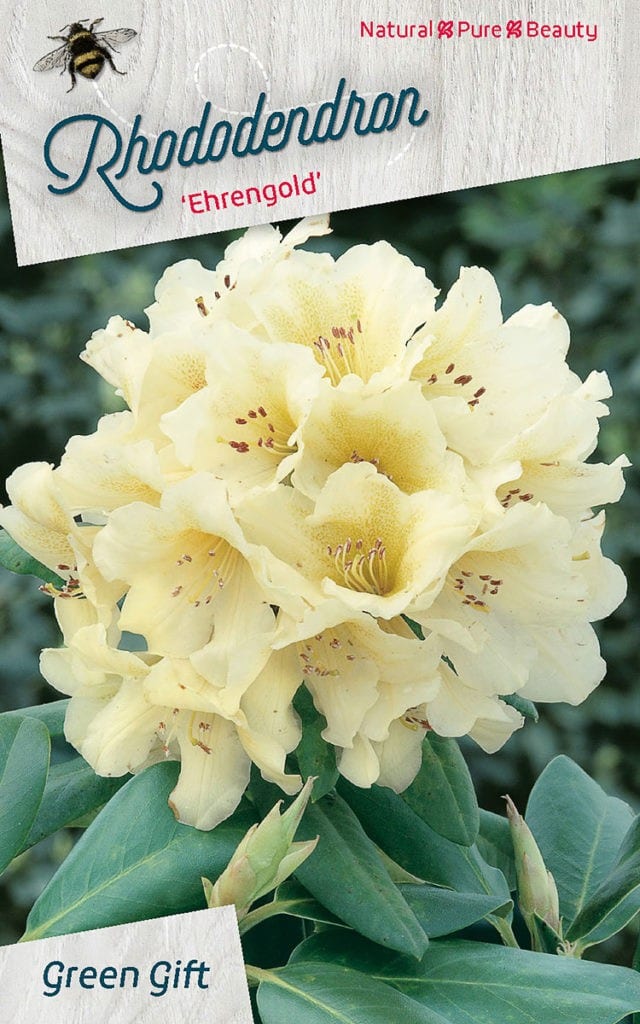 Rhododendron ‘Ehrengold’