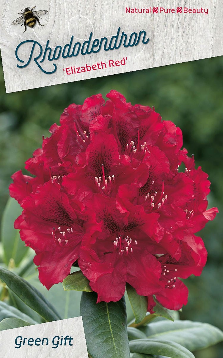 Rhododendron ‘Elizabeth Red’