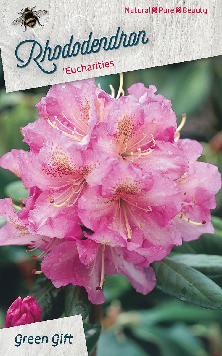 Rhododendron ‘Eucharities’