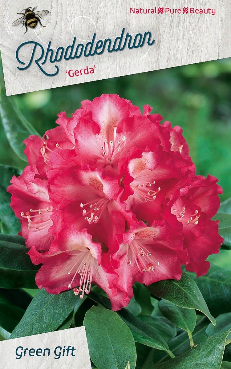 Rhododendron ‘Gerda'