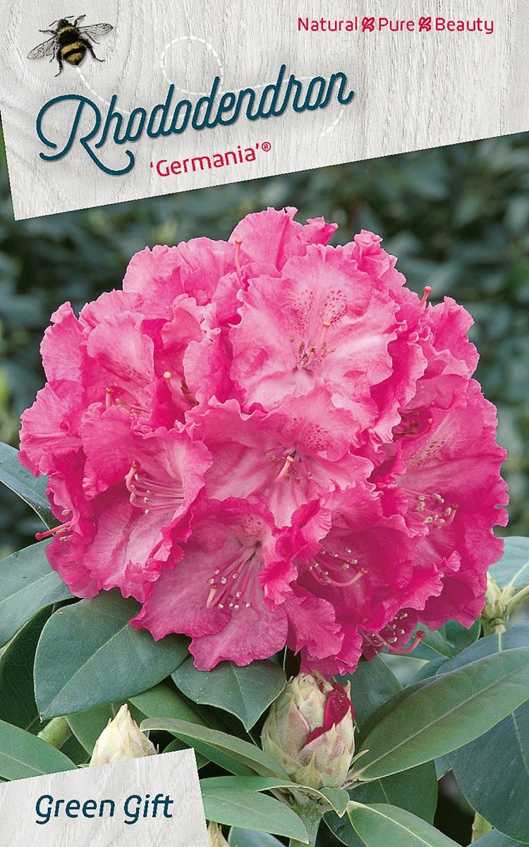 Rhododendron ‘Germania’®
