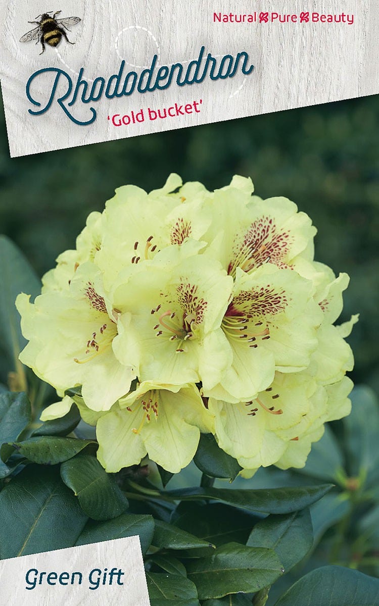 Rhododendron ‘Gold bucket’