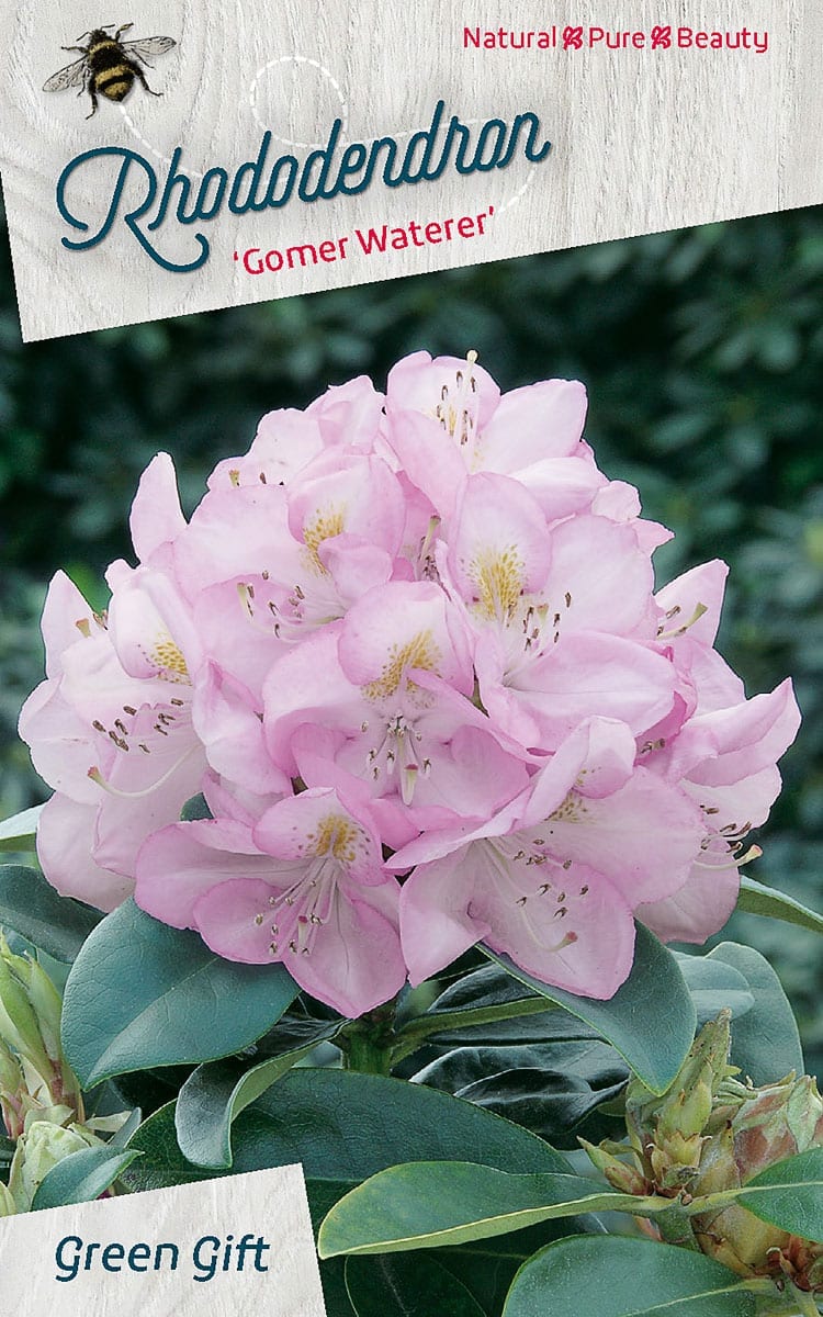 Rhododendron ‘Gomer Waterer’