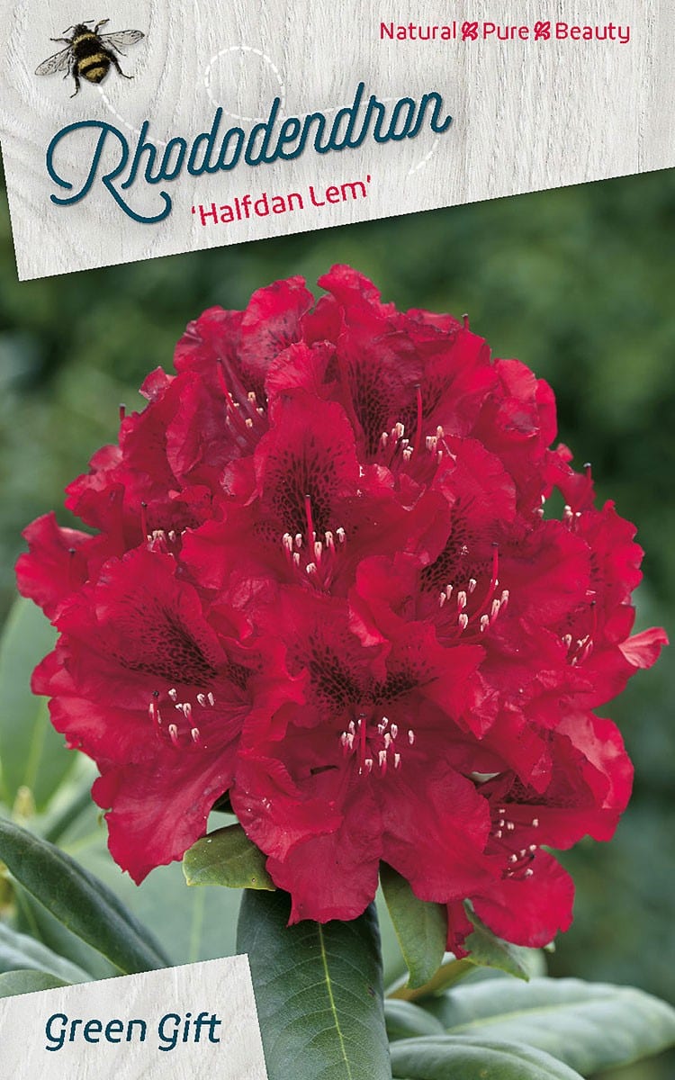 Rhododendron ‘Halfdan Lem’