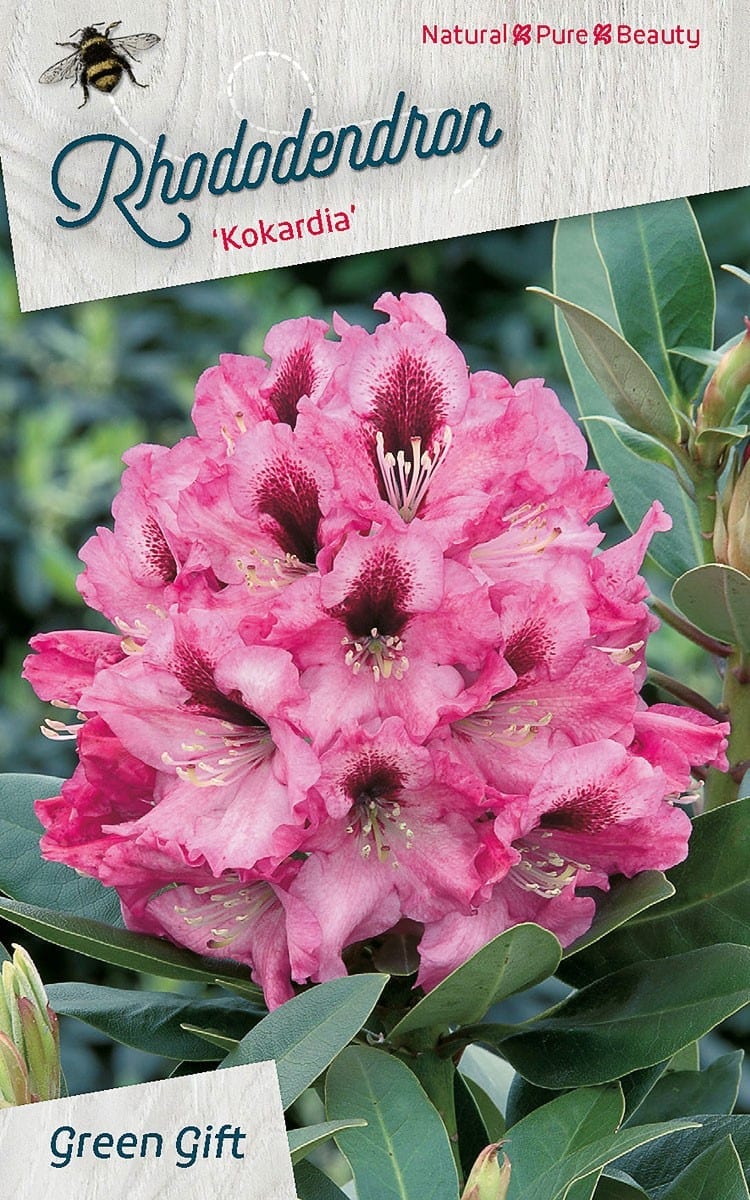 Rhododendron ‘Kokardia’