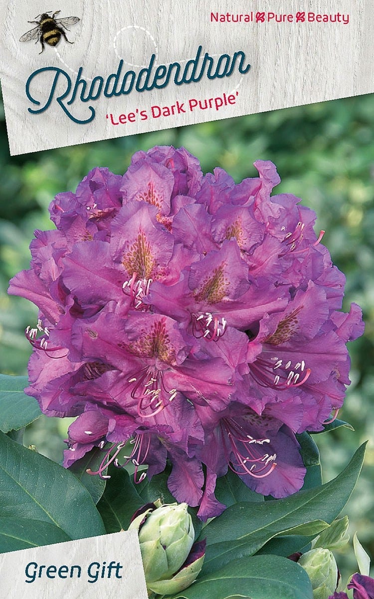 Rhododendron ‘Lee’s Dark Purple’