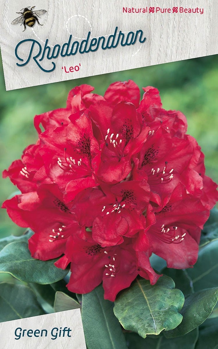 Rhododendron ‘Leo'