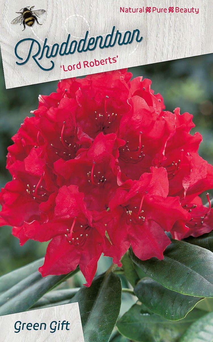 Rhododendron ‘Lord Roberts’