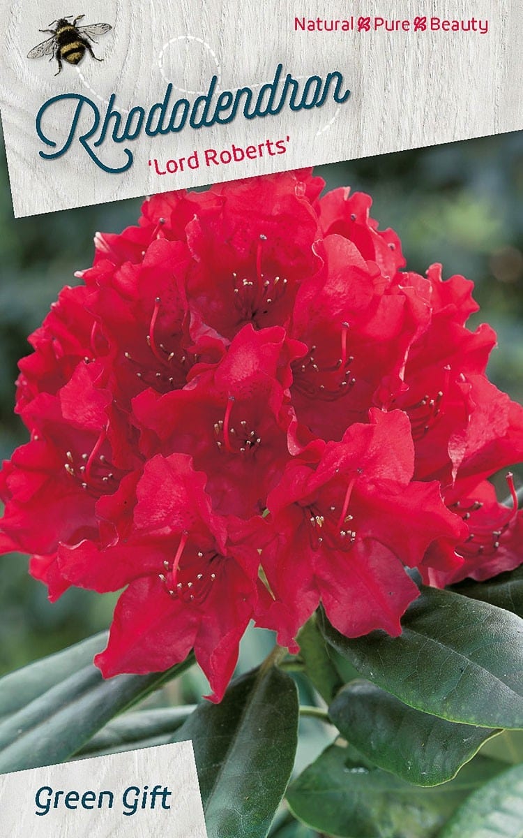 Rhododendron ‘Lord Roberts’
