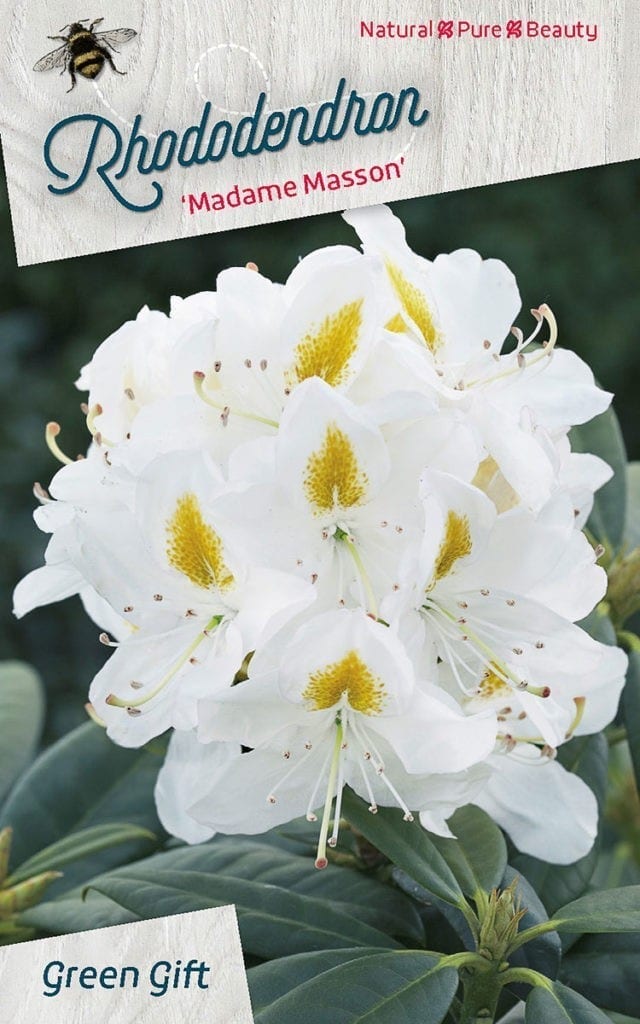 Rhododendron ‘Madame Masson’