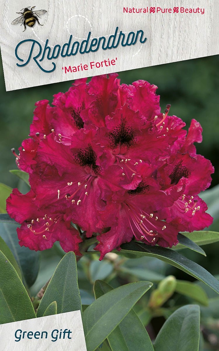 Rhododendron ‘Marie Fortie’