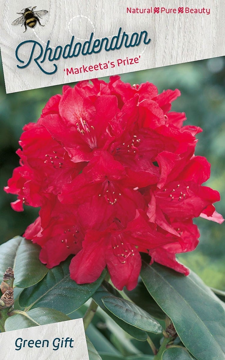 Rhododendron ‘Markeeta’s Prize’