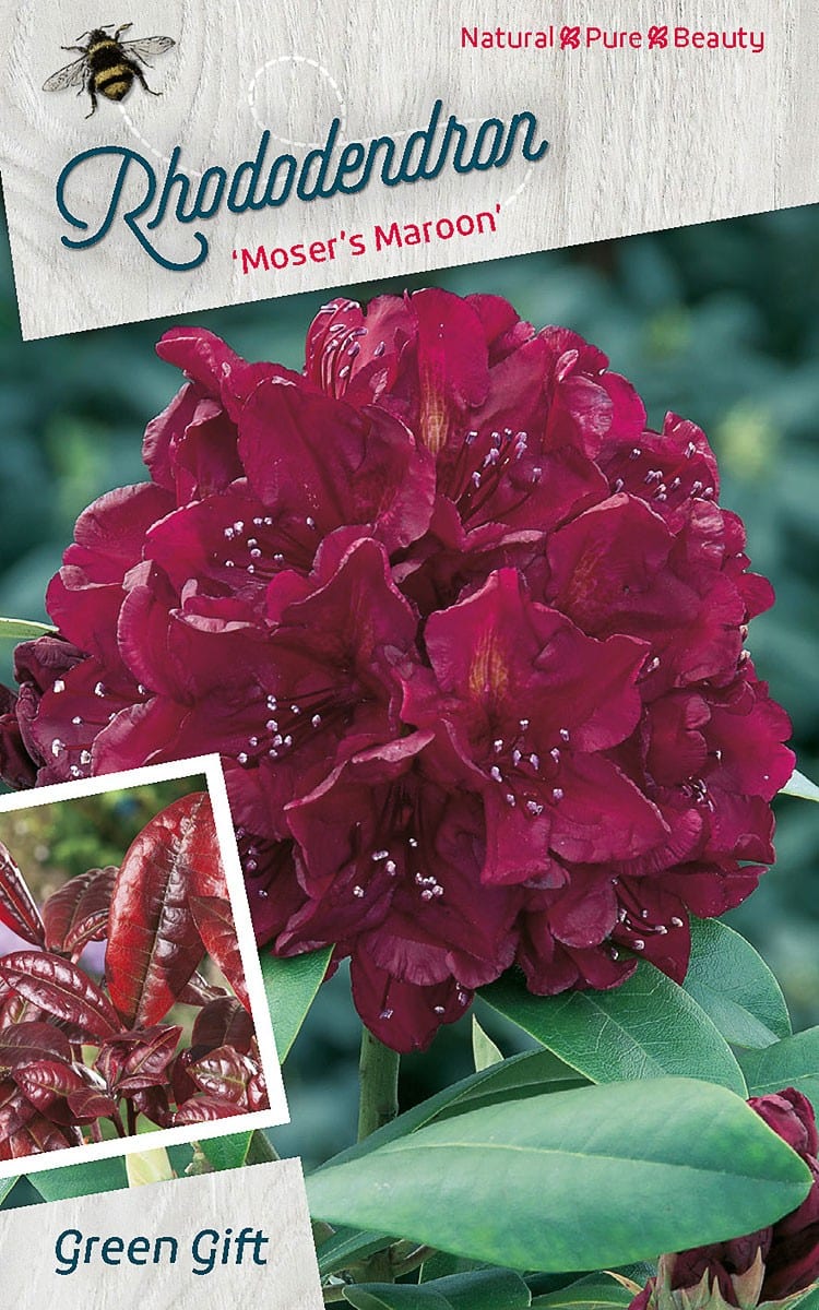 Rhododendron ‘Moser’s Maroon’
